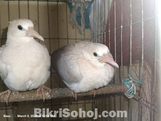 কম দামে ঘুঘু পাখি সিলেটের ভিতরে( ঘুঘু পাখির বাচ্চা)